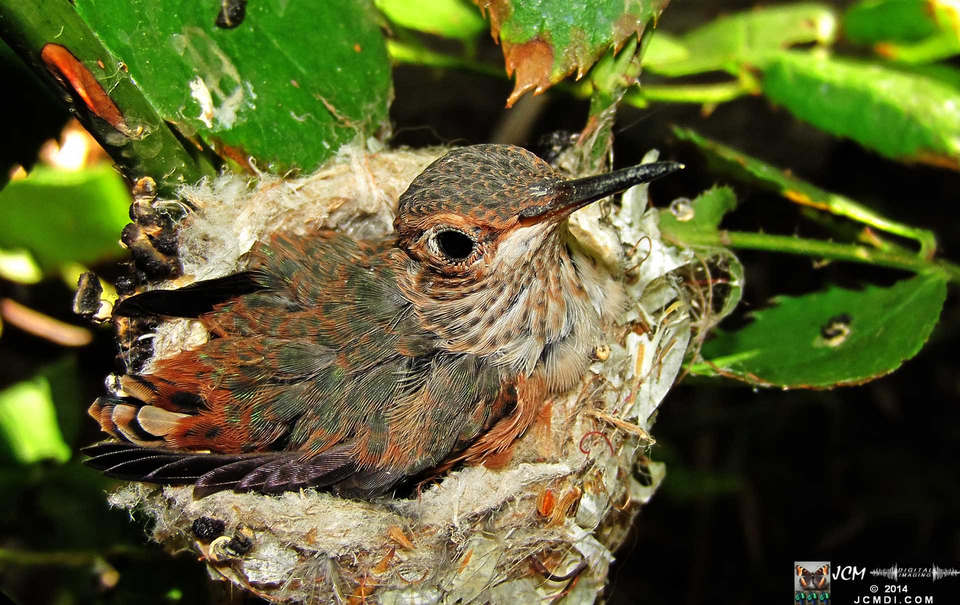 Allens Hummingbird chick and nest image 3-27-2014